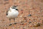 White Plover