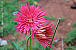 Gerberas