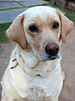 The Friendly Neighbourhood Dog