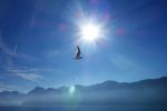 Bird In The Sky