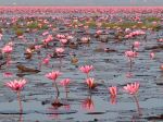 Lake With Red Lotus Flowers