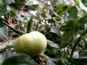 The Green Tomato