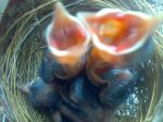 Bird Life