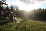 Dog Resting In The Sun