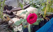 One Red Rose