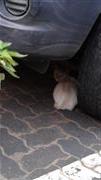 A Cat Under A Car