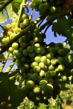 Grapes