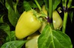 Peppers