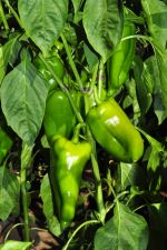 Peppers 