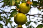 Pomegranate