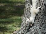 Squirrel Pals Hanging Out