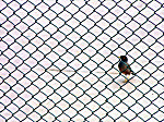 Caged