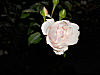 Running Rose