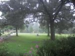 The Fog