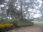The Fog