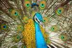 Peafowl 