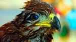 The Bathing Hawk