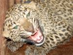 The Growling Panther  