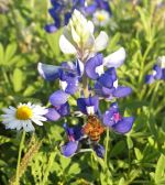 Bluebonnet Patch