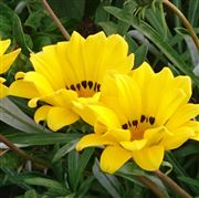 Beauty Of Flowers 