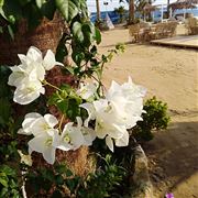 White Flowers 