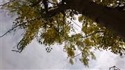 Yellow Leaves Tree