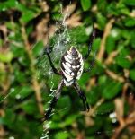 Black And White Spider