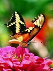 Broken Wing