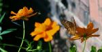 Butterfly And The Neon Bug