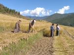 Paddy Harvest