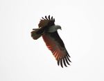 Bahamanian Kite