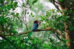 Kingfisher Bird