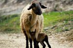 Mother And Child