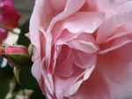 Closeup Of A Rose Blossom