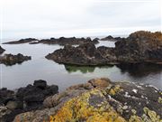 Yellow Moss 