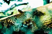Animals With No Freedom 