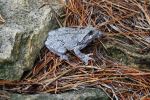 Frog Named Kermit