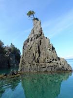 Tree Growing Out Of Rock
