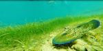 Aquatic Chupacabras 2