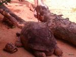 Big Tortoise And Small Tortoise