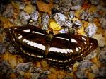 Black Butterfly