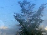 Looking Through The Morning Mist