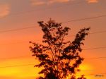 Tree In The Sunset