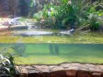  a Long Nosed Crocodile