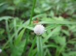 Ant And Flower