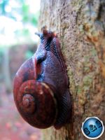 Snail Inte Tree