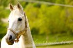 Chianti Horse