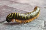 Yellow Worm