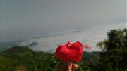 Flower Says Something To D Clouds