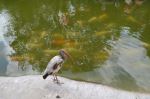 Birdyy
